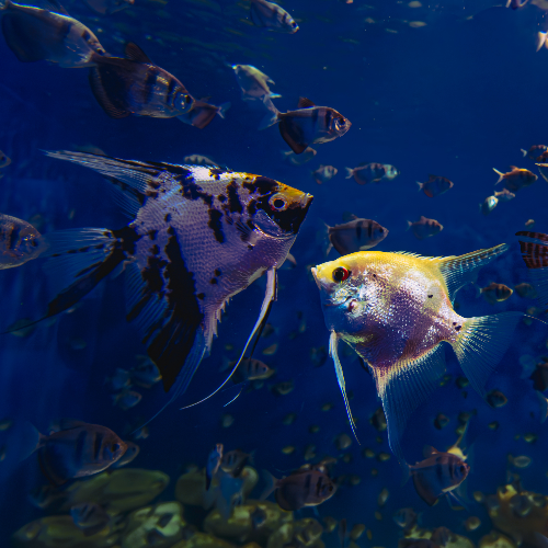 Award-winning photograph AQUA RIO by vera regina Bandeira, 2026 MUSE Photography Awards Gold Winner