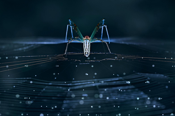 MingLun Tsai Takes Home Four Awards at the 2024 MUSE Photography Awards!
