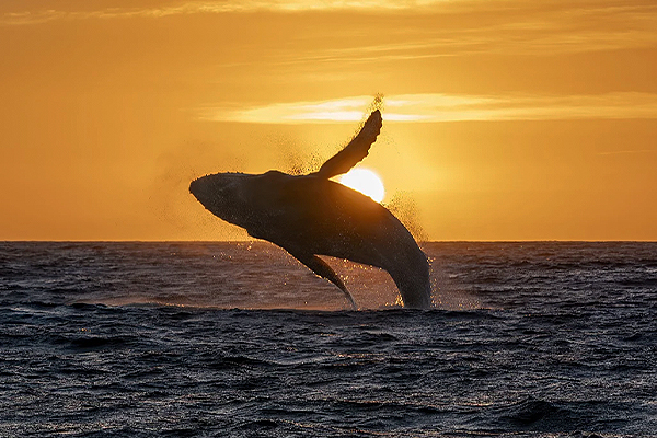 Touching the Sky photography has won Platinum award at the 2025 MUSE Photography Awards!