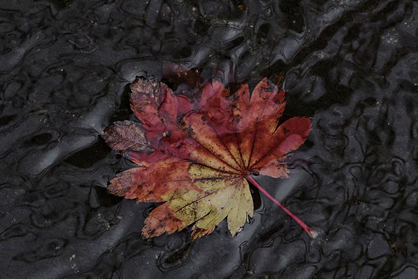 Takahashi Hiroto takes home Silver award at the 2025 MUSE Photography Awards in the Nature Photography category!