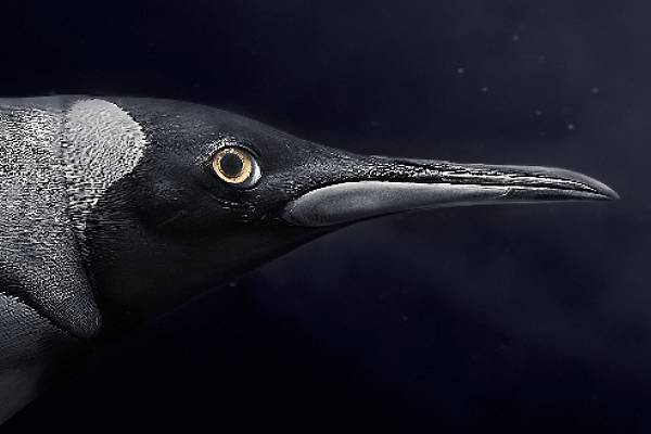 Yushi Kaisyakuji Secures Two Platinum Wins at the 2026 MUSE Photography Awards!